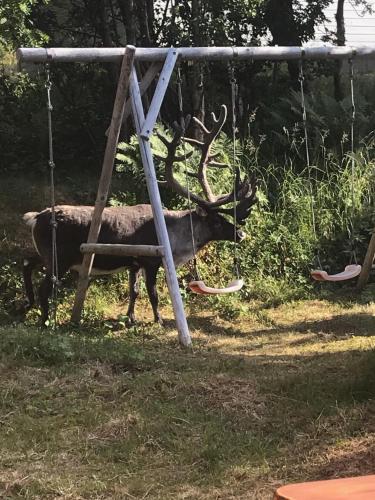 a moose is standing in a swing at The Crush in Ersfjordbotn