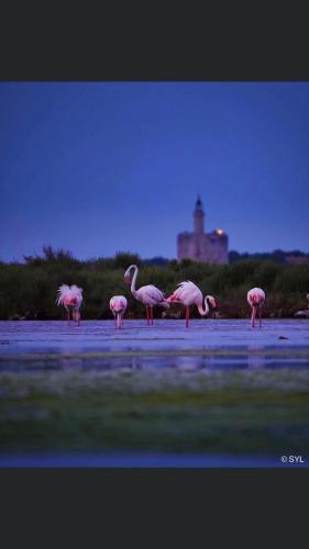 a group of flamingos standing in the water at Ô 36 Rempart Sud B&B in Aigues-Mortes