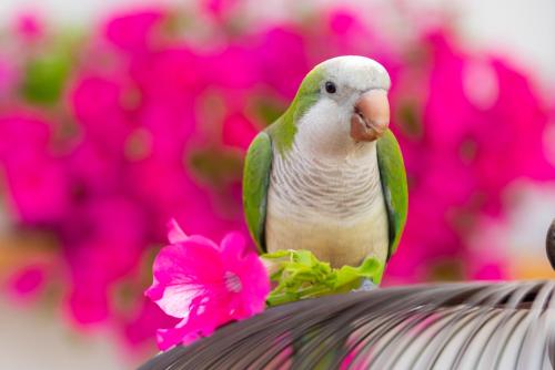 a green and white bird sitting on top of pink flowers at Margado in Kamarai