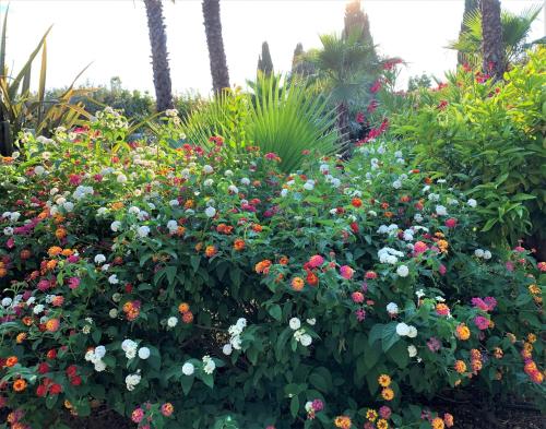 a flower garden with many different types of flowers at Domaine de l'Aufrene in Hyères