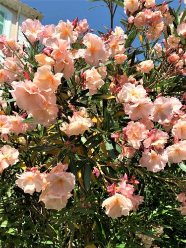 a bunch of pink flowers on a tree at Domaine de l'Aufrene in Hyères