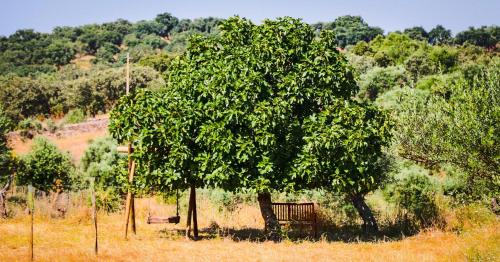 a bench sitting under a tree in a field at Quinta da Soneca in Alandroal
