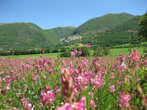 
a lush green field filled with lots of flowers at FonteAntica Agriturismo in Norcia
