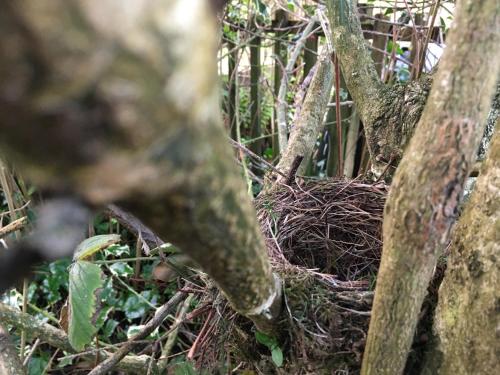 a bird nest in a tree in the woods at Red Watch Apartment in Oban