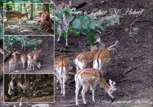 a collage of photos of deer and other animals at L'Escale Gourmande in Hatrival