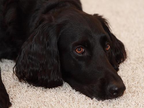 
a black dog laying down on a rug at Hotel Goldener Adler in Linz
