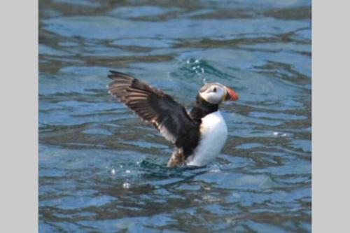 a bird swimming in the water with its wings out at Beal alha na Gaoithe in Glenbeigh