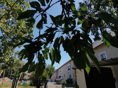a tree with leaves in front of a building at La Parisiere in Gavray