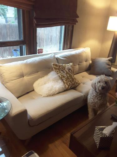 a dog sitting on a couch in a living room at Off Broadway B & B in Denver