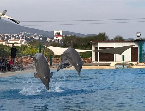 two gray dolphins jumping in the water at Dina's House in Spáta