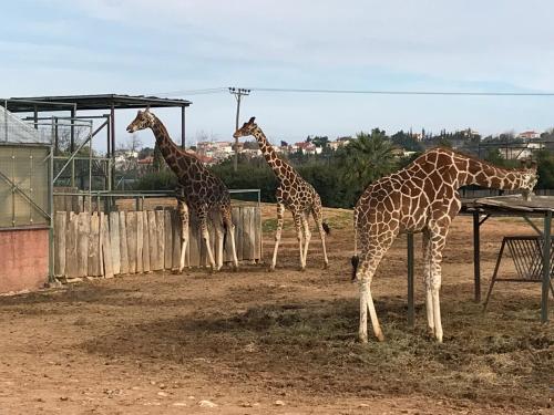 three giraffes standing in an enclosure at a zoo at Dina's House in Spáta