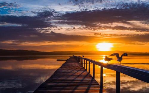 two birds standing on a pier at sunset at Lakeside Waterfront Apartment The Entrance in The Entrance
