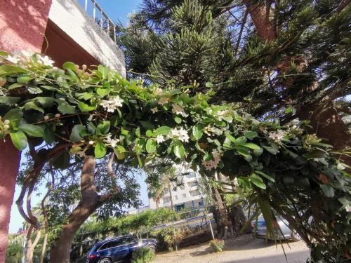 a tree filled with lots of flowers in front of a building at El Tio Mateo in Marbella