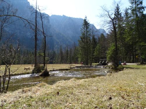 a field with a river in the middle of a forest at Ferienwohnung Anastasia in Inzell