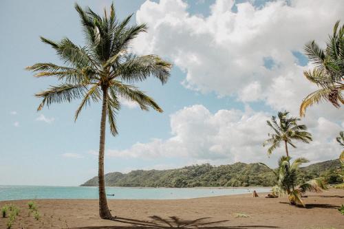 a group of palm trees on a beach at Sansara Surf Yoga & Resort in Cambutal