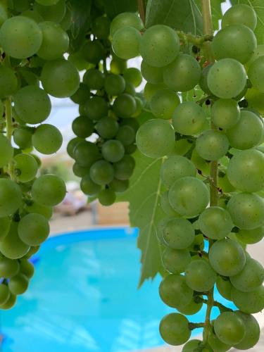 a bunch of green grapes hanging next to a pool at Mariegaardens Gæstehuse in Hillerød