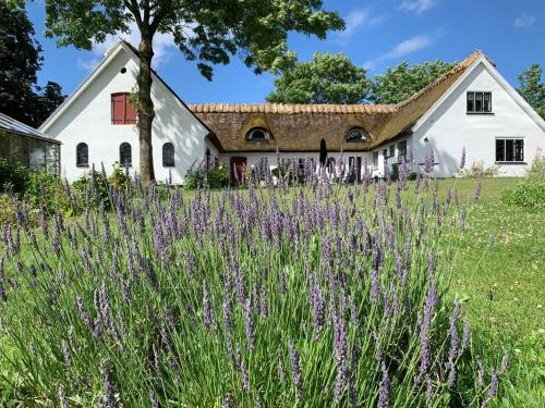 a field of purple flowers in front of a white house at Mariegaardens Gæstehuse in Hillerød