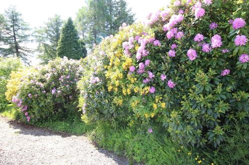 a row of bushes with pink and yellow flowers at Ben Lomond Cottage in Gartocharn
