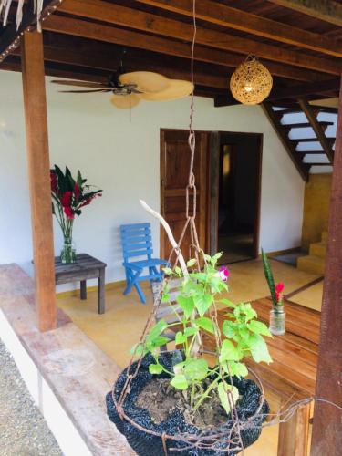 a potted plant on a table in a room at Cabañas Luna Escondida in Capurganá
