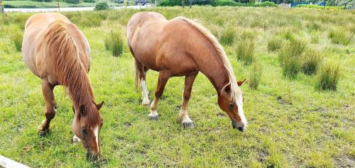 two horses grazing in a field of grass at Riverside Marina Apartments in Lanesborough