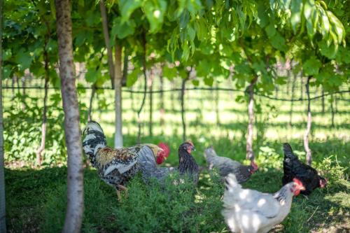 a group of chickens standing in the grass at Rösslhof in Caldaro