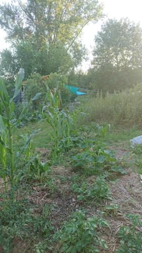 a field with some plants in the grass at Tente en permaculture pirate in Creysse