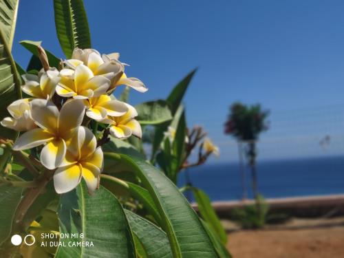 a bunch of yellow and white flowers on a plant at Ardani paradise view villa with jacuzzi in Amoopi