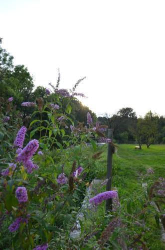 a garden with purple flowers in a field at Casetta next to the Creek Sebastiano Ricci in Belluno