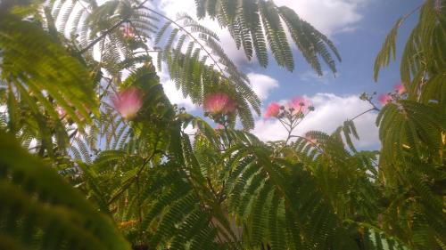 a view of a palm tree with pink flowers at Chambre d'hôtes Au Chant des Vents in Thurageau