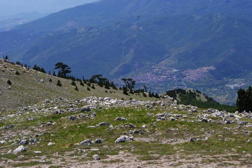 a herd of sheep grazing on a mountain slope at Tana Libera Tutti 1 Nature, Yourself, Love in Viggianello