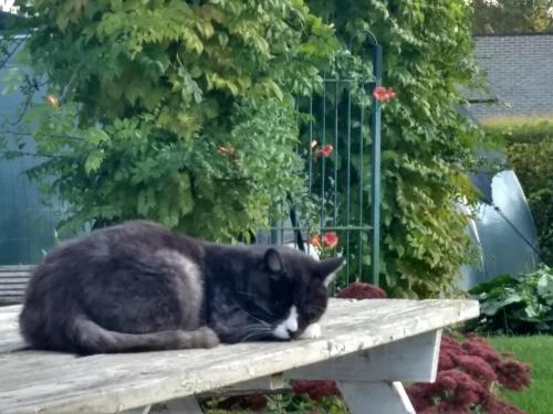 a black cat sleeping on a wooden bench at DHofstede vakantiewoning in Oudenaarde
