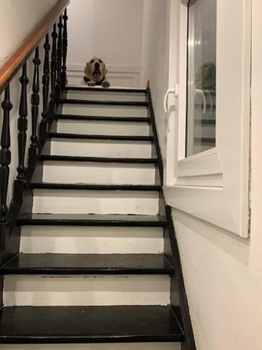 einem Hund, der auf einer Treppe sitzt in der Unterkunft Hotel De Backer in Knokke-Heist