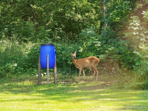a deer standing next to a blue trash can at 14 person holiday home in Str by in Strøby