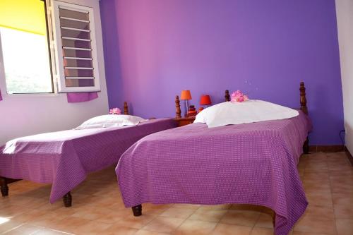 two beds in a room with purple walls at RESIDENCE DE VACANCES MON REFUGE - BUNGALOW DE TYPE T3 in Grande Anse