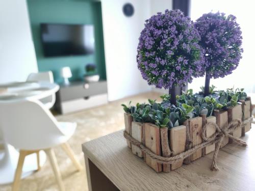 two purple flowers in a wooden box on a table at Apartament Karpaty in Krynica Zdrój