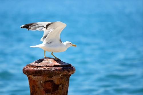 a seagull standing on a post near the water at Villa Marija in Sveti Filip i Jakov