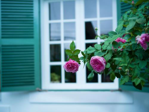 a bush of pink roses in front of a window at Le Soleil Boutique Hotel in Da Lat