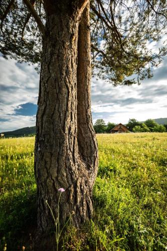 a tree in the middle of a field at Ranch Jelov Klanac in Rakovica