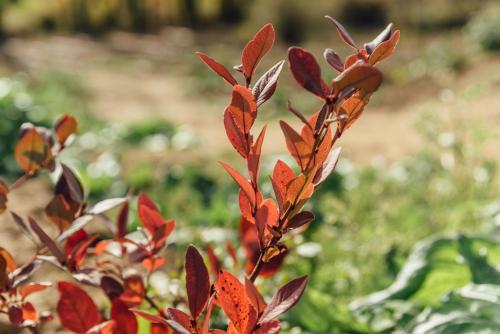a plant with red leaves in a garden at Alojamiento Turístico La alegría de la huerta in Cepeda