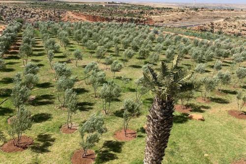 an aerial view of a palm tree plantation at Villa ChezMoi in Oulad Tayeb