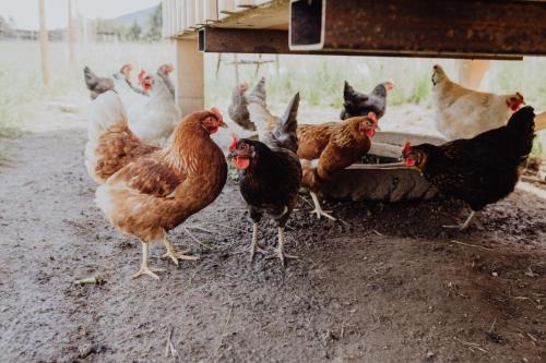a group of chickens standing around a feeding trough at Panorama Hotel Gasthof Leidingerhof in Mondsee