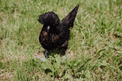 a black bird standing in a field of grass at Panorama Hotel Gasthof Leidingerhof in Mondsee