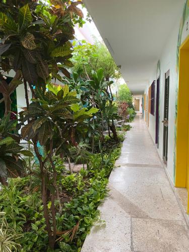 a hallway of a building with trees and plants at Hotel Posada Edem in Cozumel