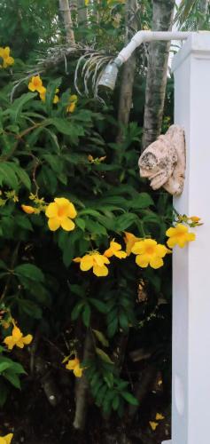 a garden with yellow flowers and a statue at Le BDM PLAYITA in Las Galeras