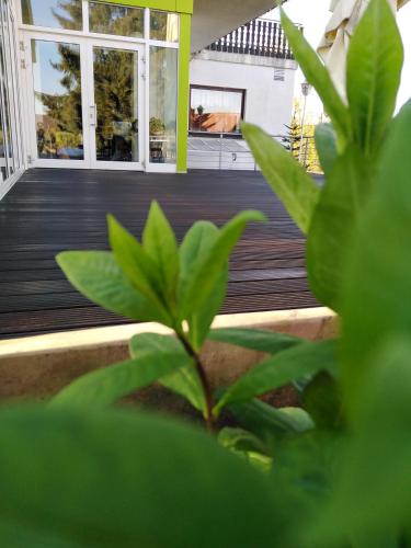 Un jardín fuera de Hotel Fröhlich-Höche