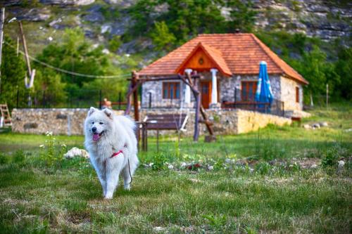 a white dog running in the grass in front of a house at Casa Agricultorului Varzari in Butuceni