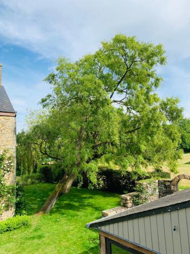 a large tree in the middle of a yard at LE DOMAINE DE COAT ROGAN, La chambre du Tregor in Ploëzal