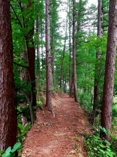 a dirt trail in a forest with trees at Heidi Korea in Hongcheon