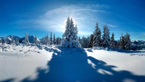 a snow covered forest with a tree in the foreground at Ridehouse in Schladming