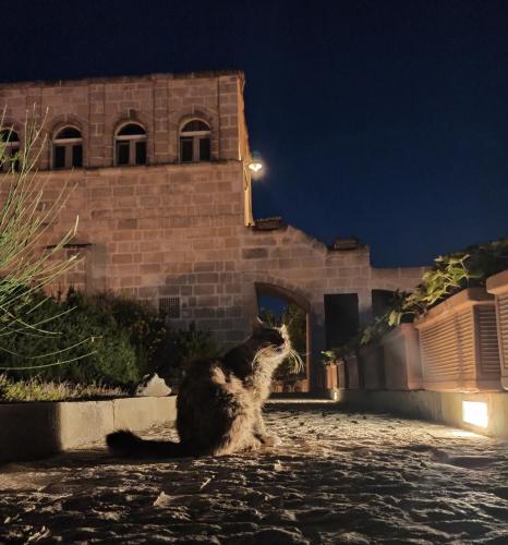 a cat sitting in front of a building at night at Torretta ai Sassi in Matera